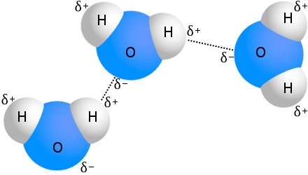 hydrogen bond examples list